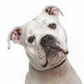 Dorset Old Tyme Bulldogge