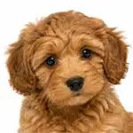 Doxiepoo