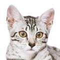 Egyptian Mau