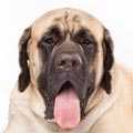 Mastiff