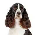 English Springer Spaniel