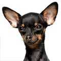 English Toy Terrier