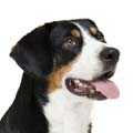 Entlebucher Mountain Dog