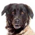 Estrela Mountain Dog