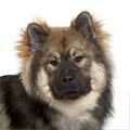 Eurasier