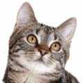 European Shorthair