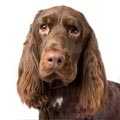 Field Spaniel