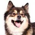Finnish Lapphund