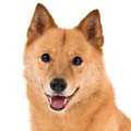 Finnish Spitz