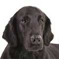 Flat Coated Retriever
