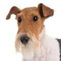 Fox Terrier