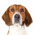 Foxhound