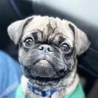 Frug