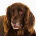 German Longhaired Pointer