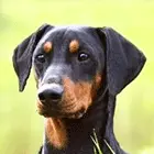 German Pinscher