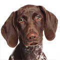 German Shorthaired Pointer