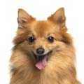 German Spitz