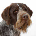 German Wirehaired Pointer