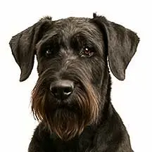 Giant Schnauzer