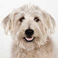 Glen of Imaal Terrier