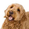 Goldendoodle