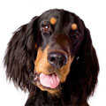 Gordon Setter