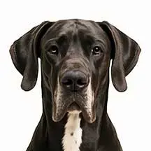 Great Dane