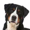 Greater Swiss Mountain Dog