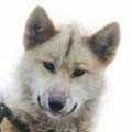 Greenland Dog