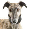 Greyhound