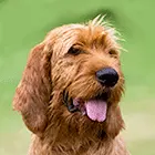 Griffon Fauve De Bretagne