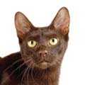 Havana Brown