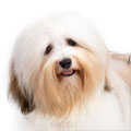 Havanese