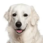 Hungarian Kuvasz