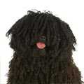Hungarian Puli