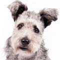 Hungarian Pumi