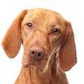 Hungarian Vizsla