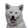 Huskita