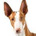 Ibizan Hound