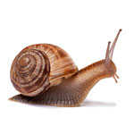 Invertebrates