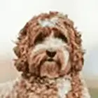 Irish Doodle