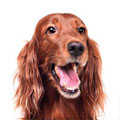 Irish Setter