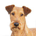 Irish Terrier