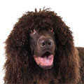 Irish Water Spaniel