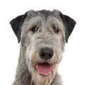 Irish Wolfhound