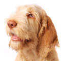Italian Spinone