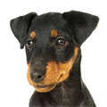 Jagdterrier