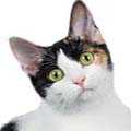 Japanese Bobtail