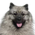 Keeshond