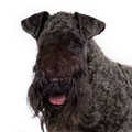 Kerry Blue Terrier